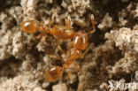 Diefmier (Solenopsis fugax)