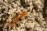 Solenopsis fugax