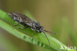 Dolerus sp.