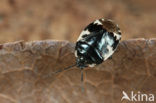 Tritomegas bicolor