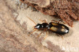 Dromius spilotus