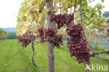 Grape-vine