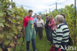 Grape-vine