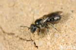 Dwerggroefbij (Lasioglossum pygmaeum) 