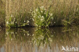 Common Scurvygrass (Cochlearia officinalis ssp. officinalis)