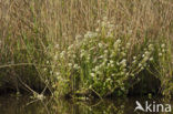 Common Scurvygrass (Cochlearia officinalis ssp. officinalis)