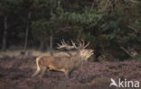 Red Deer (Cervus elaphus)