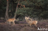 Red Deer (Cervus elaphus)