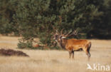 Red Deer (Cervus elaphus)