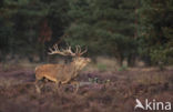 Red Deer (Cervus elaphus)