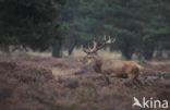 Red Deer (Cervus elaphus)