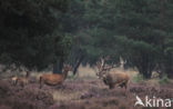 Red Deer (Cervus elaphus)