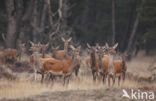 Red Deer (Cervus elaphus)
