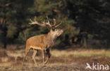 Red Deer (Cervus elaphus)