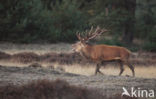 Red Deer (Cervus elaphus)