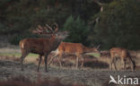 Red Deer (Cervus elaphus)