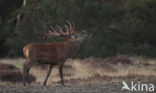 Red Deer (Cervus elaphus)