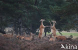 Red Deer (Cervus elaphus)