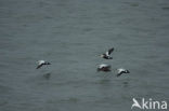 Eider (Somateria mollissima)