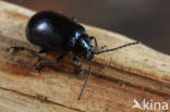 alder leaf beetle (Agelastica alni)