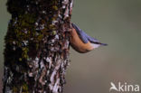 Europese Boomklever (Sitta europaea)