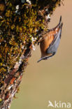 Europese Boomklever (Sitta europaea)