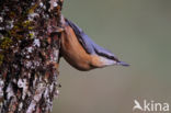 Europese Boomklever (Sitta europaea)