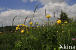 European Globeflower (Trollius europaeus)