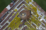 European kestrel (Falco tinnunculus tinnunculus)