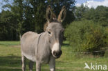 Donkey (Equus asinus)