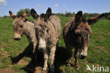 Donkey (Equus asinus)