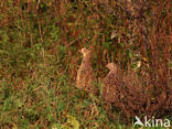 Ring-necked Pheasant (Phasianus colchicus)