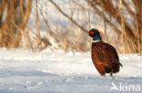 Ring-necked Pheasant (Phasianus colchicus)