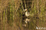 Great Crested Grebe (Podiceps cristatus)