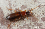 Dromius angustus