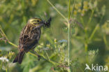 Yellowhammer (Emberiza citrinella)