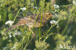 Yellowhammer (Emberiza citrinella)
