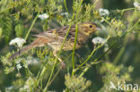 Geelgors (Emberiza citrinella)