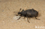 black vine weevil (Otiorhynchus sulcatus)