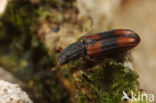 Bitoma crenata