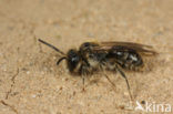 Gekielde dwergzandbij (Andrena strohmella)