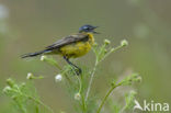 Gele Kwikstaart (Motacilla flava) 