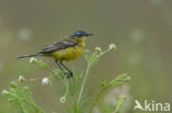 Gele Kwikstaart (Motacilla flava) 