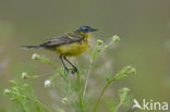 Gele Kwikstaart (Motacilla flava) 