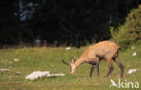 Chamois (Rupicapra rupicapra)