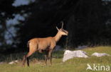 Chamois (Rupicapra rupicapra)