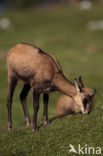 Chamois (Rupicapra rupicapra)