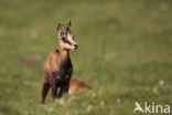 Chamois (Rupicapra rupicapra)