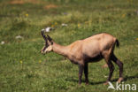 Chamois (Rupicapra rupicapra)