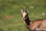 Chamois (Rupicapra rupicapra)